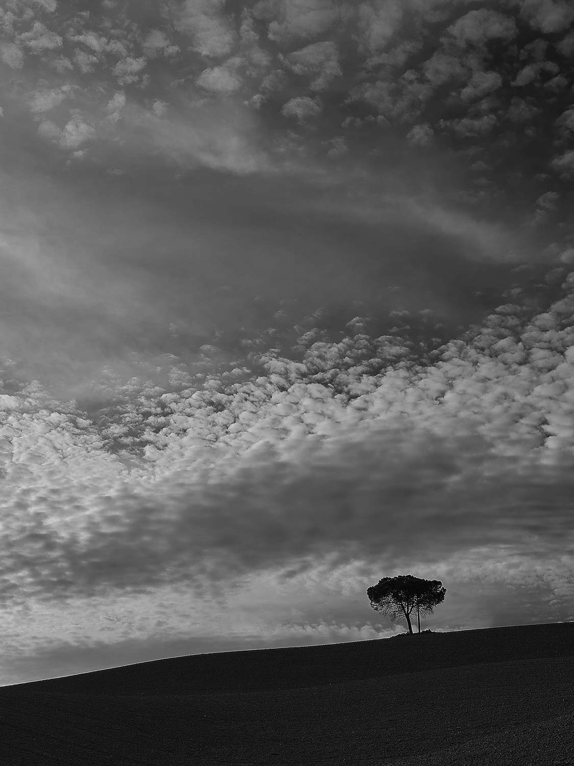 Ein Schwarz-Weiß-Foto eines einsamen Baumes auf einem Hügel unter einem dramatischen Himmel voller vereinzelter, strukturierter Wolken. Die Szene ist minimalistisch, der Baum hebt sich als Silhouette vom Himmel ab.