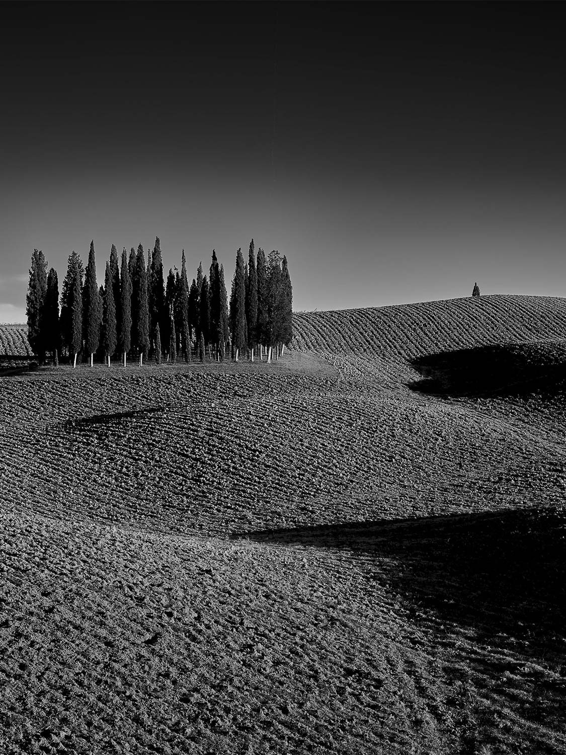 Ein Schwarz-Weiß-Foto einer sanft hügeligen Landschaft mit einer Gruppe hoher Bäume auf der linken Seite und einem einzelnen, weit entfernten Baum auf einem Hügel unter klarem Himmel. Der Boden ist mit strukturiertem Gras und Schatten bedeckt.